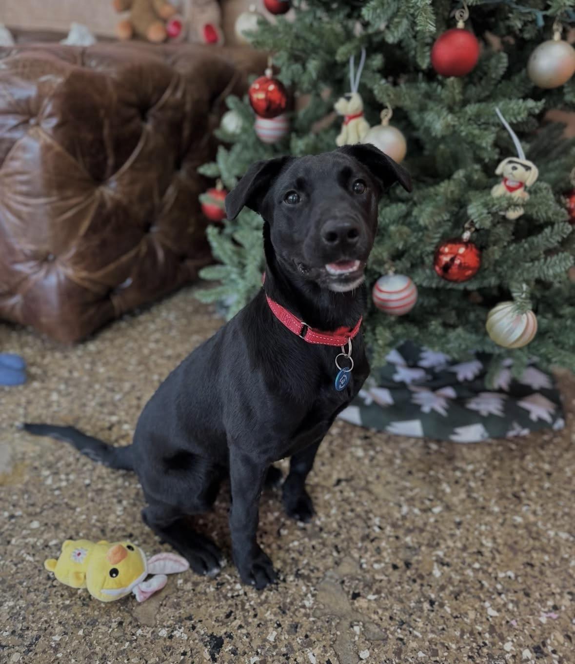 Enlarge Stevie, a ADOPTABLE mixed breed in Pasadena, CA image 3/5