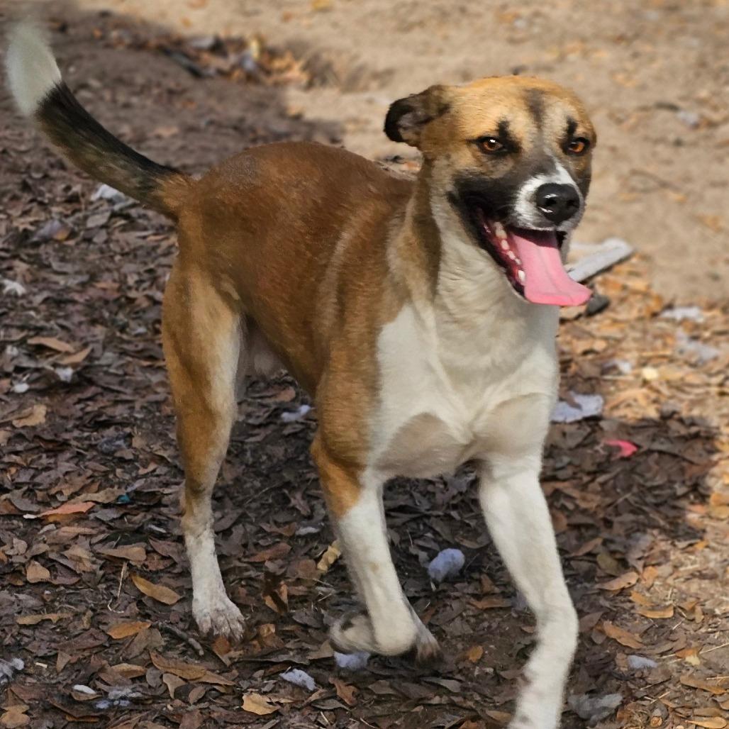 Enlarge Chase, a Adoptable mixed breed in Frederick, MD image 3/5