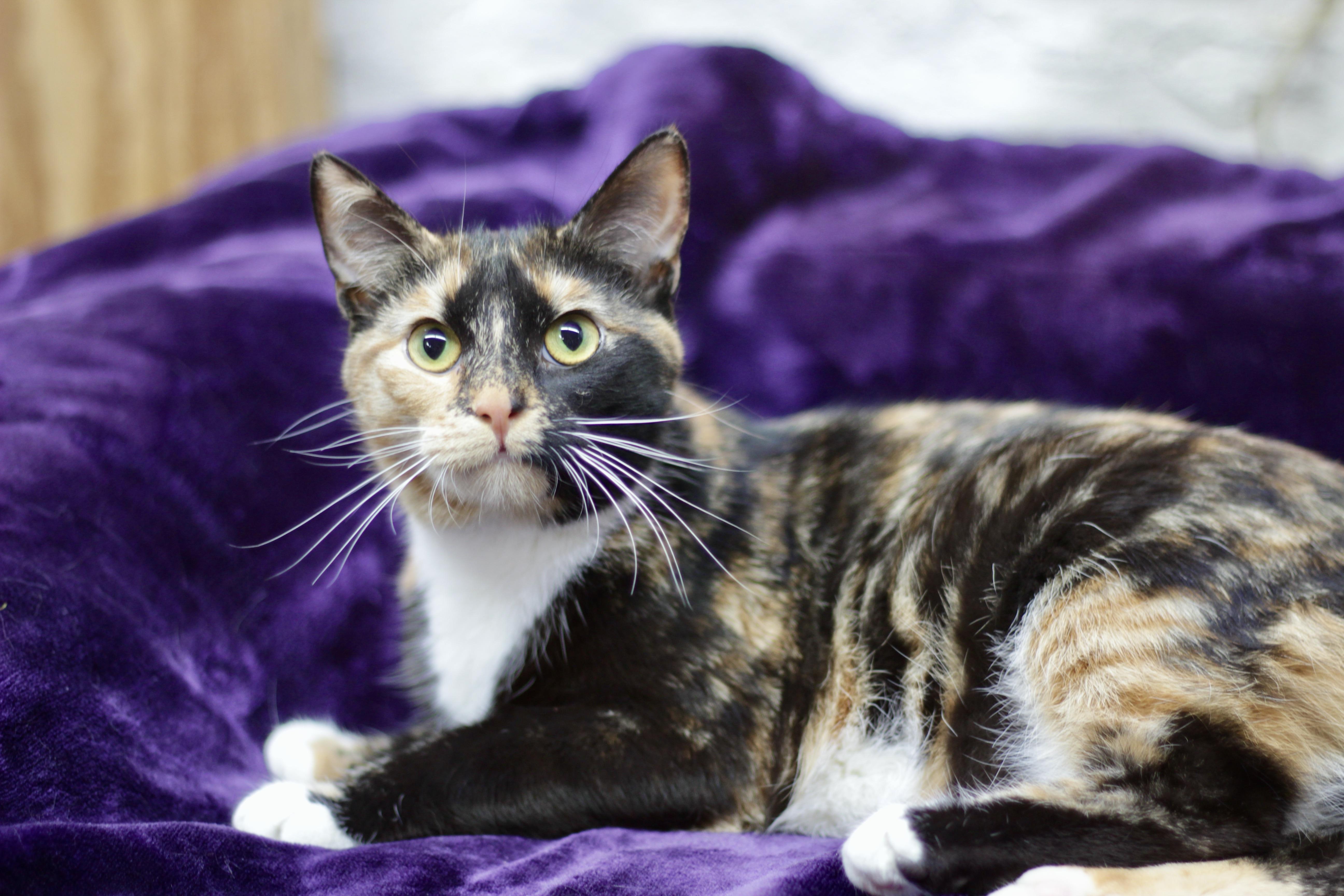 Enlarge CINNA, a ADOPTABLE Domestic Short Hair in Avon, OH image 5/5
