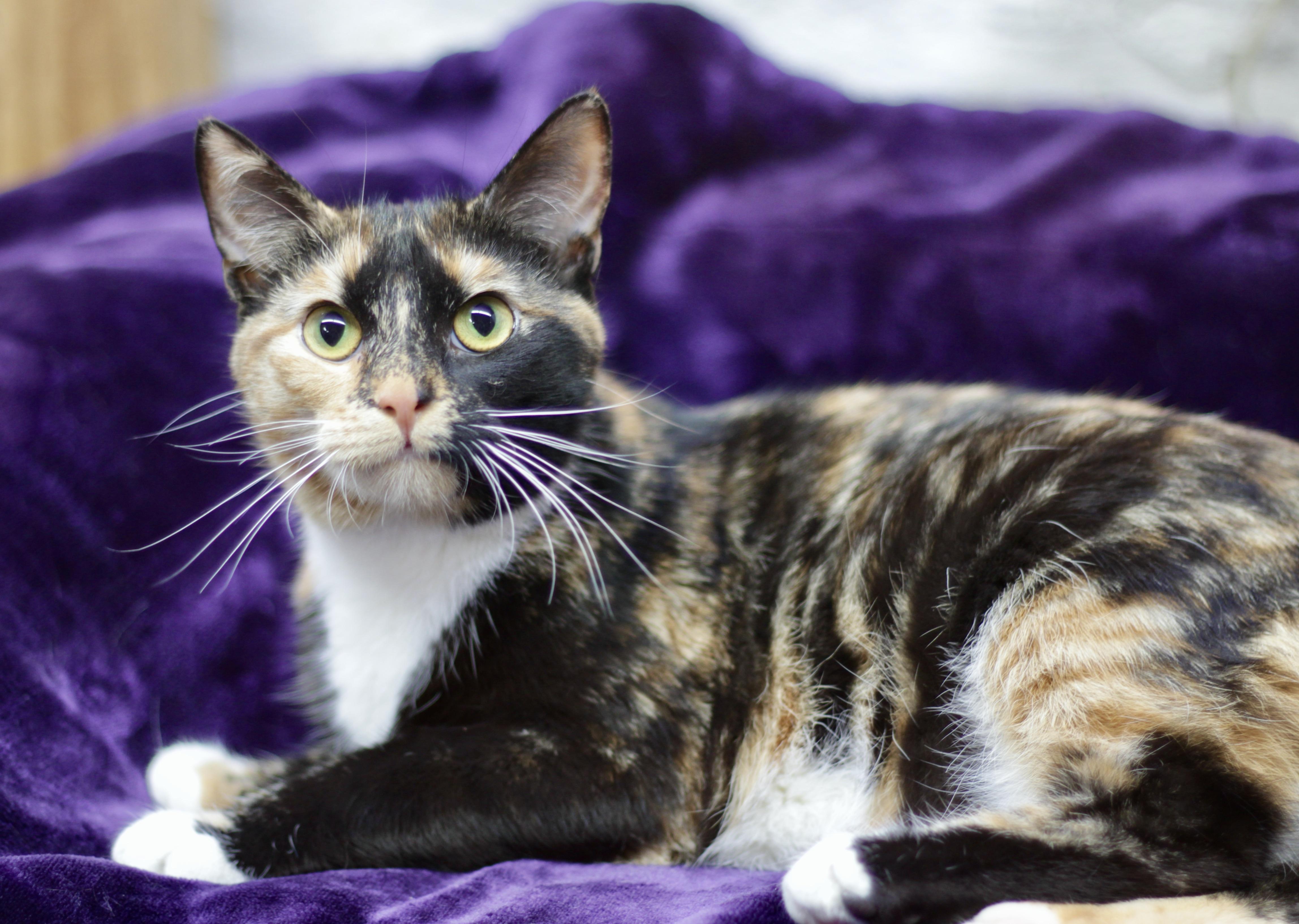 Enlarge CINNA, a ADOPTABLE Domestic Short Hair in Avon, OH image 1/5
