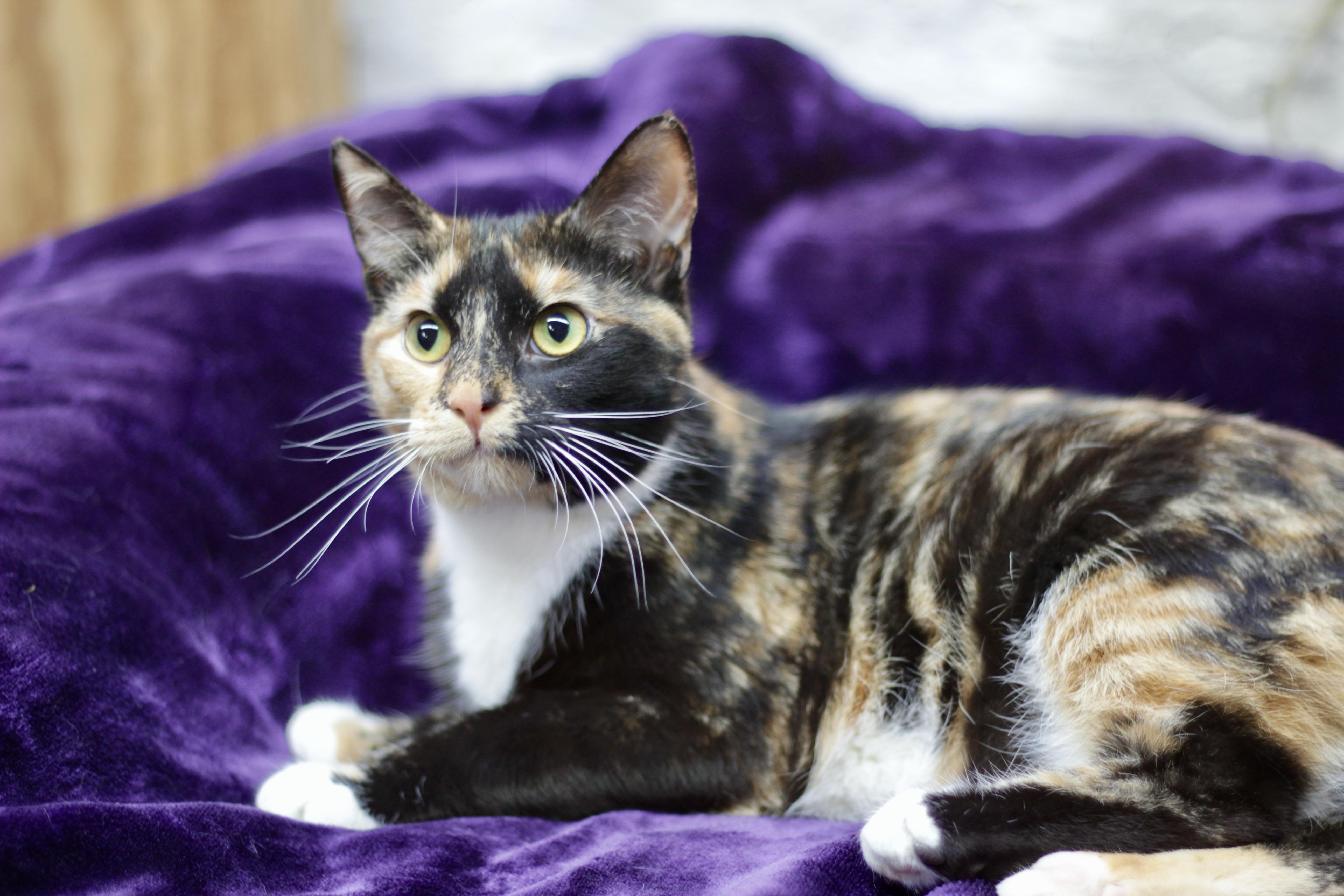 Enlarge CINNA, a ADOPTABLE Domestic Short Hair in Avon, OH image 4/5