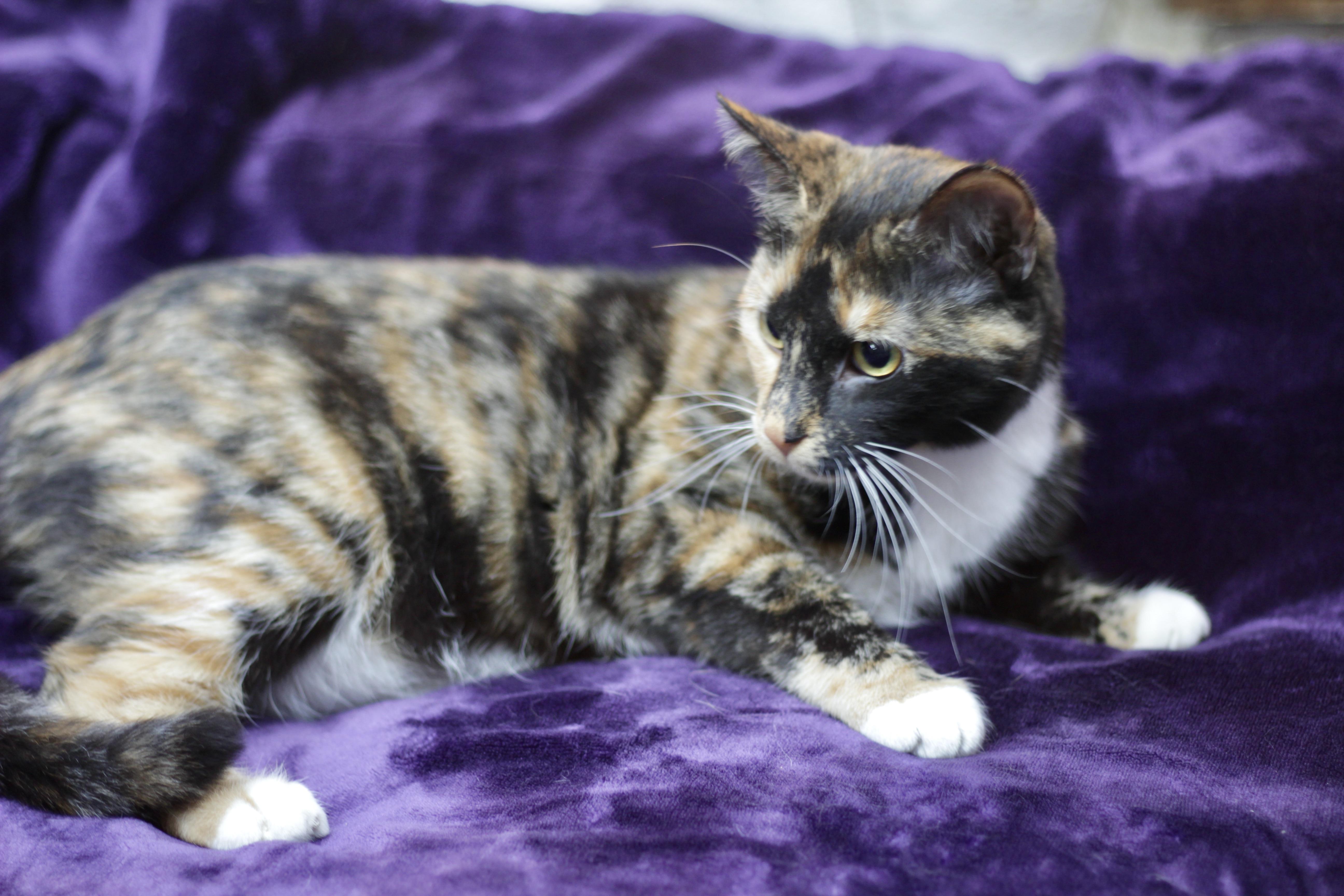 Enlarge CINNA, a ADOPTABLE Domestic Short Hair in Avon, OH image 2/5