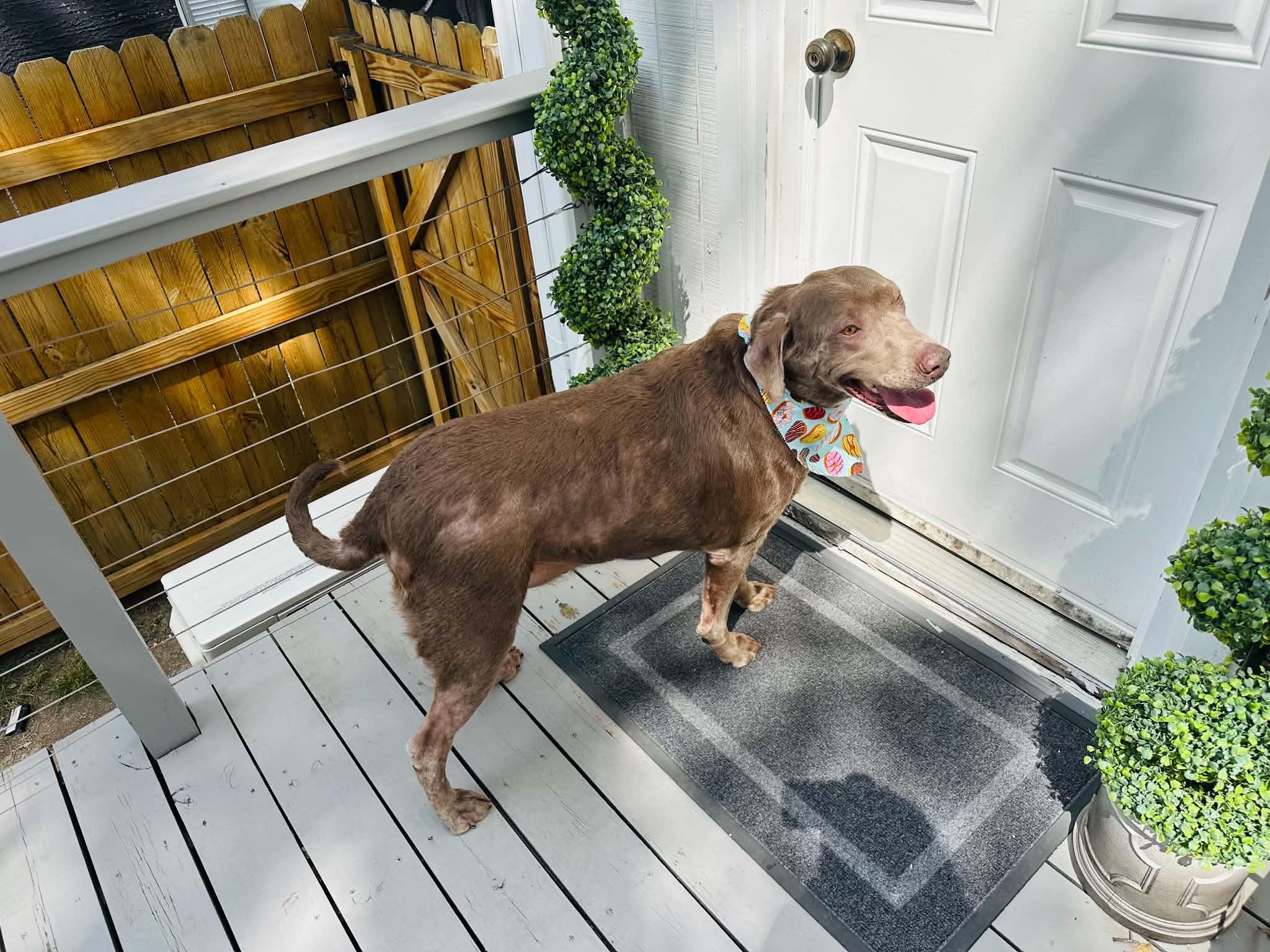Enlarge Boston, a Adoptable Labrador Retriever in Lewisville, IN image 3/4