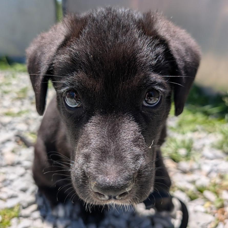 Outlaw, Adoptable, Puppy Male German Shepherd Dog & Mixed Breed.