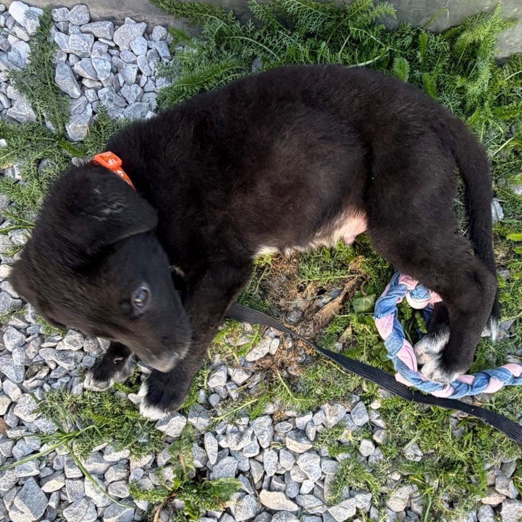 Outlaw, a Adoptable mixed breed in Columbia Station, OH image 3/6