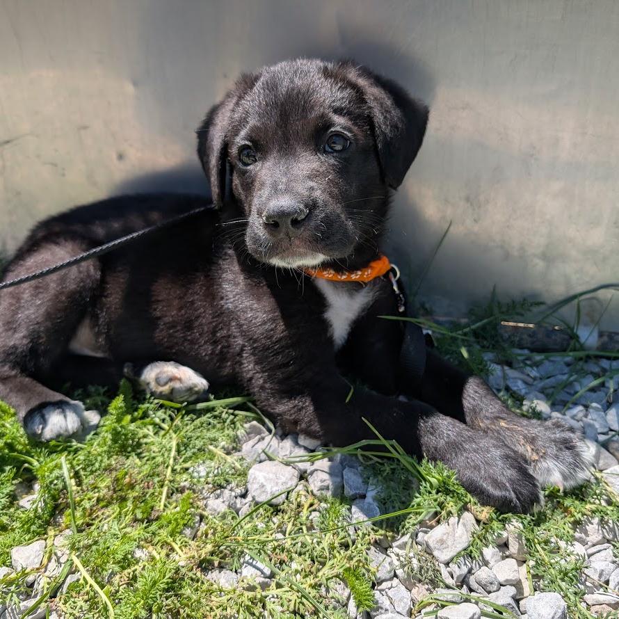 Outlaw, a Adoptable mixed breed in Columbia Station, OH image 4/6