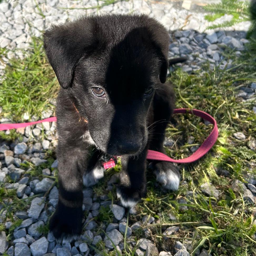 Outlaw, a Adoptable mixed breed in Columbia Station, OH image 5/6