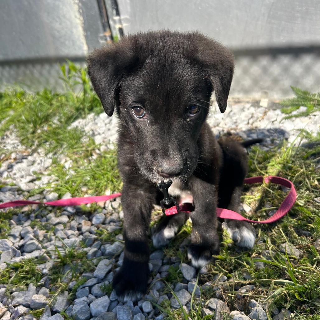 Outlaw, a Adoptable mixed breed in Columbia Station, OH image 6/6