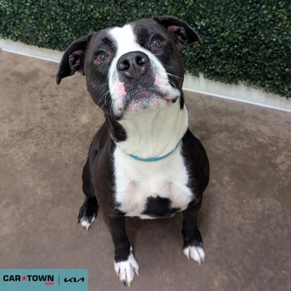 Sugar Plum, Adoptable, Adult Female Pit Bull Terrier.