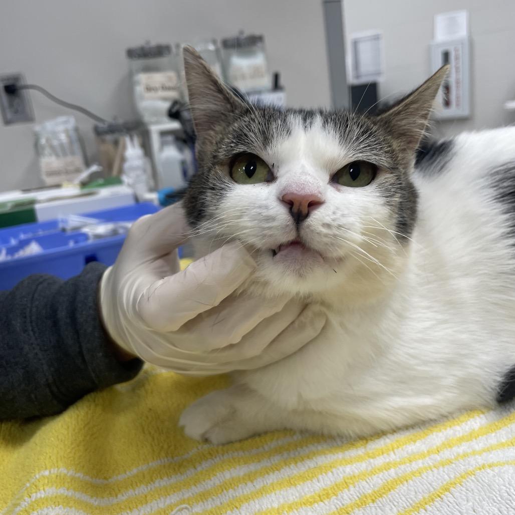 Enlarge Candy, a Adoptable Domestic Short Hair in Jacksonville, FL image 1/3