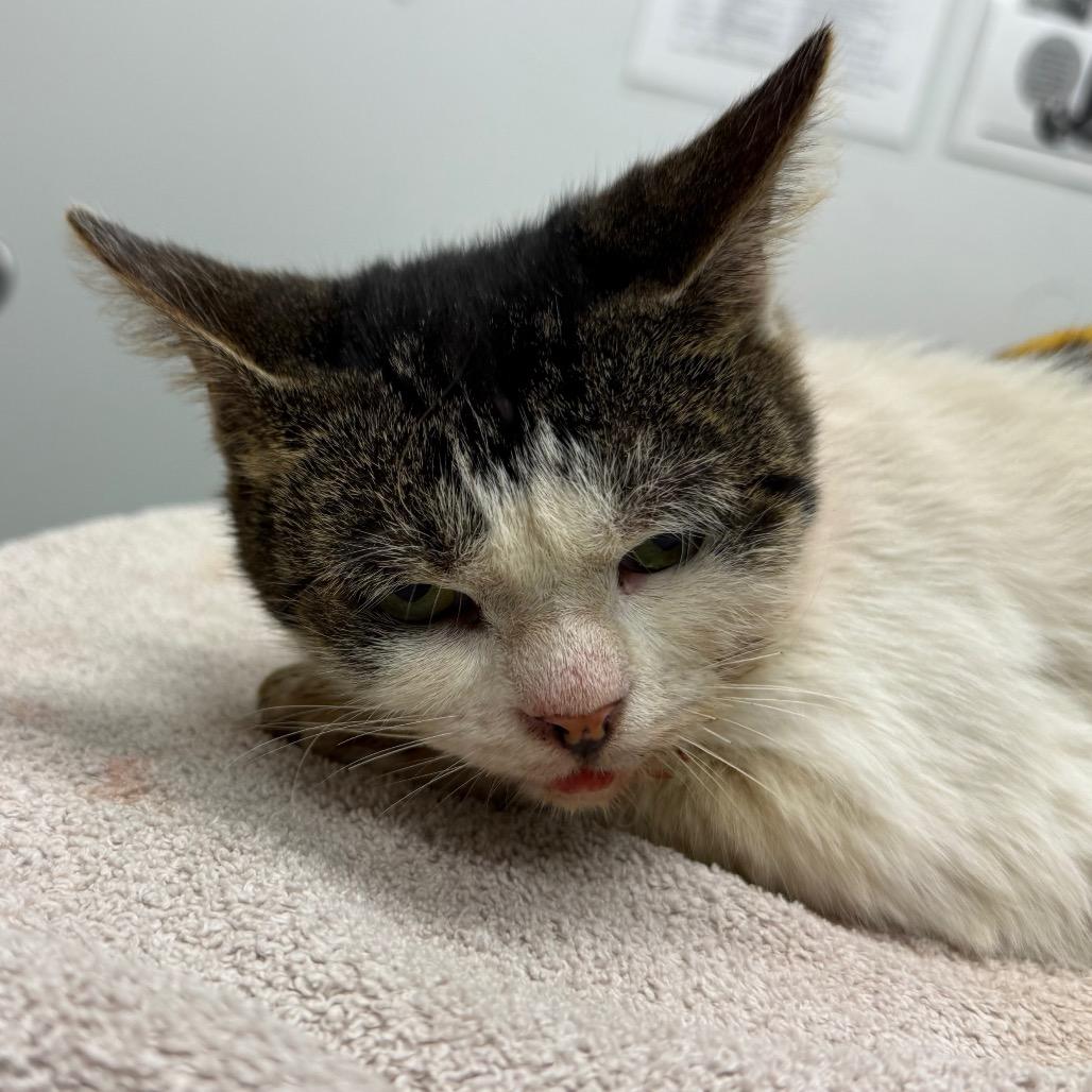 Enlarge Candy, a Adoptable Domestic Short Hair in Jacksonville, FL image 3/3