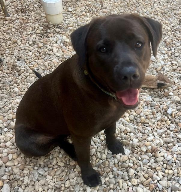 Enlarge Bella, a Adoptable Mixed Breed in Sharpsburg, GA image 1/6