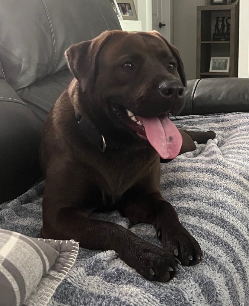 Enlarge Bella, a Adoptable Mixed Breed in Sharpsburg, GA image 2/6