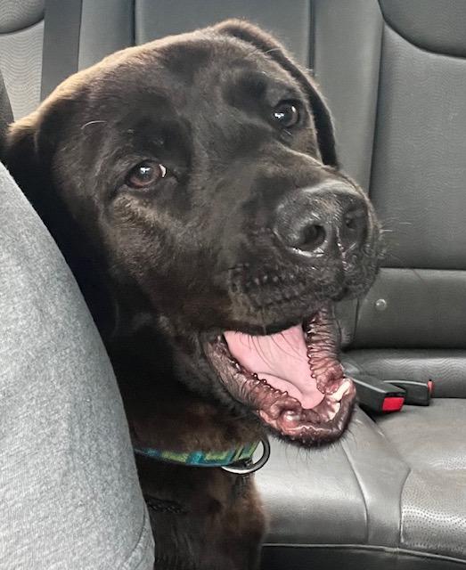 Bella, a Adoptable Mixed Breed in Sharpsburg, GA image 2/6