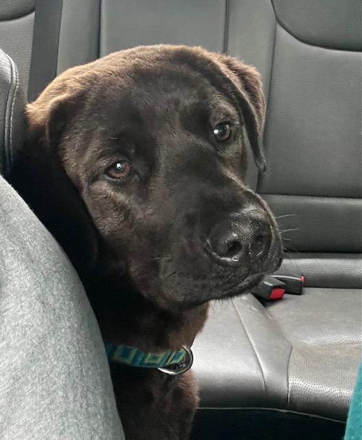 Bella, a Adoptable Mixed Breed in Sharpsburg, GA image 3/6