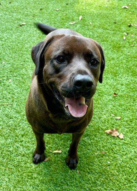 Enlarge Bella, a Adoptable Mixed Breed in Sharpsburg, GA image 5/6