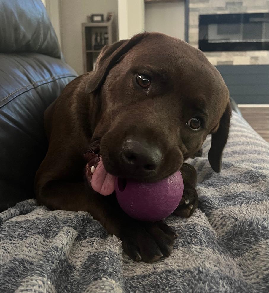 Bella, a Adoptable Mixed Breed in Sharpsburg, GA image 6/6