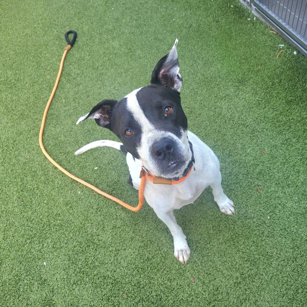 Bau, Adoptable, Adult Female American Staffordshire Terrier.