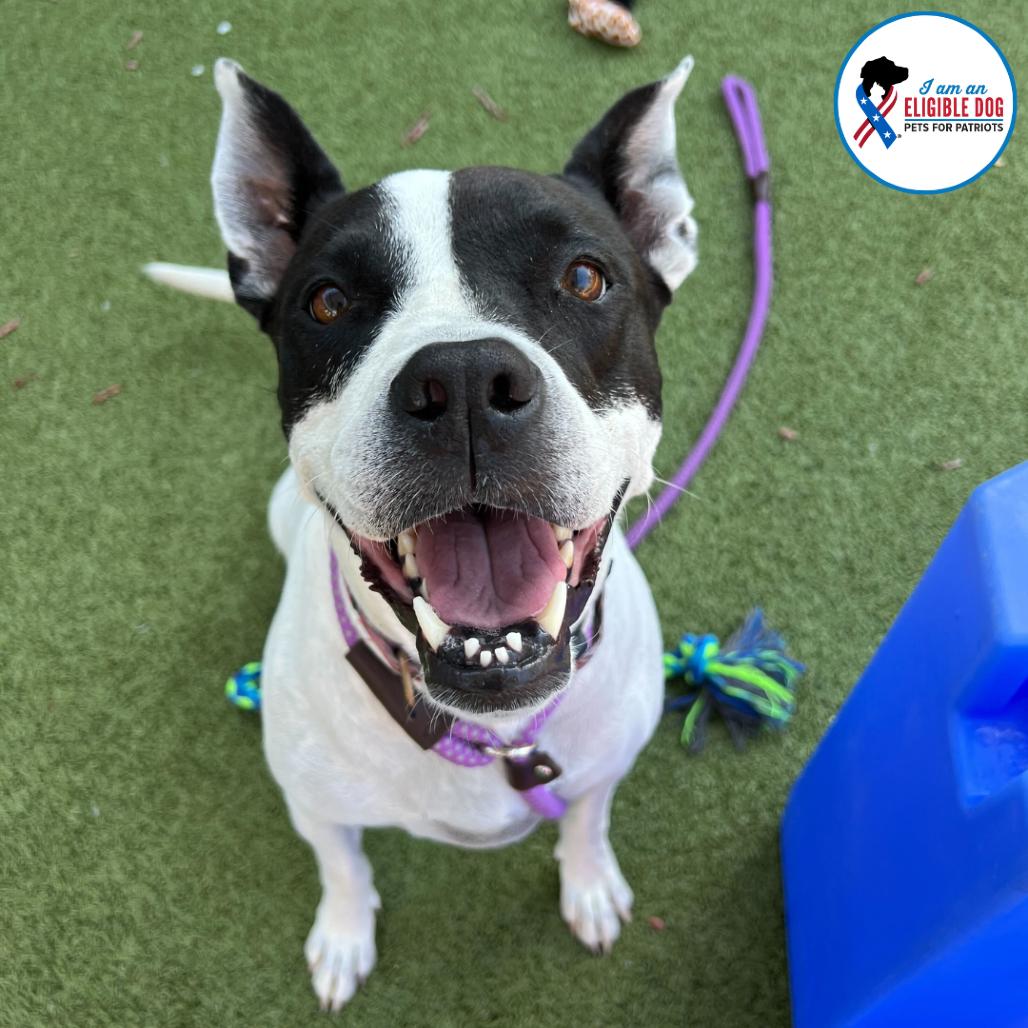 Enlarge Bau, a Adoptable American Staffordshire Terrier in Apache Junction, AZ image 2/6