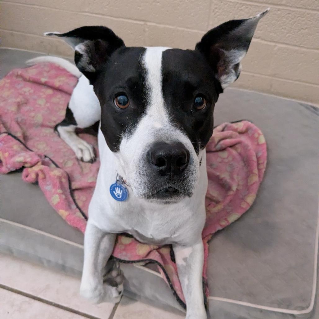 Enlarge Bau, a Adoptable American Staffordshire Terrier in Apache Junction, AZ image 3/6