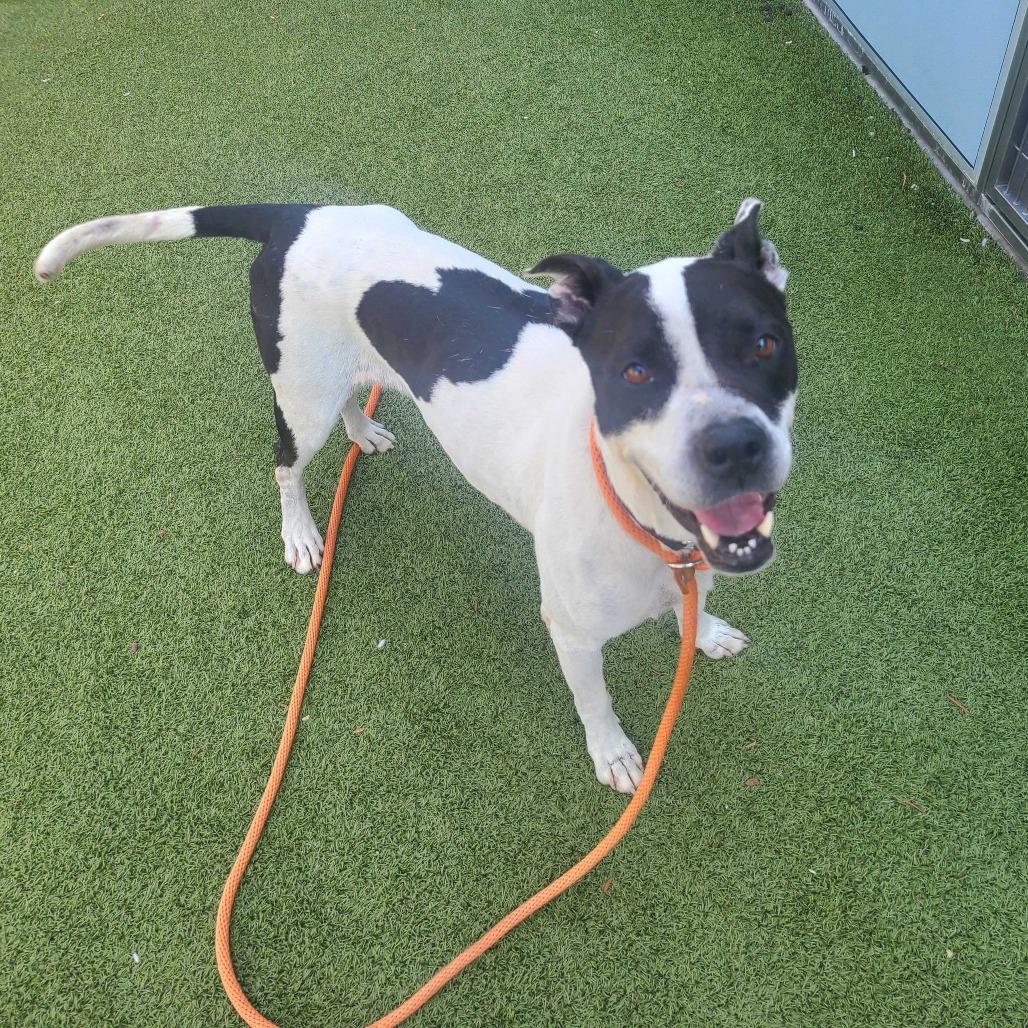 Bau, Adoptable, Adult Female American Staffordshire Terrier.