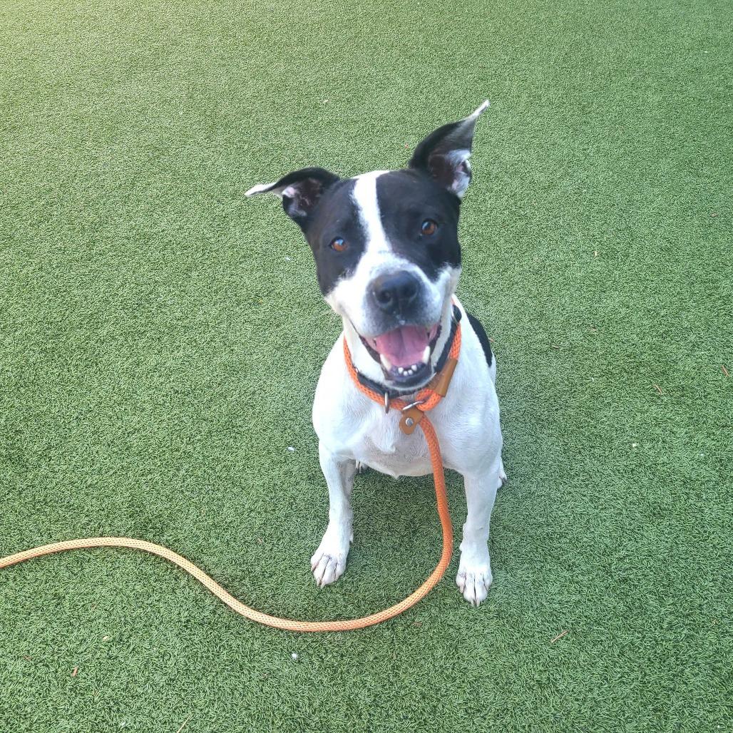 Bau, a Adoptable American Staffordshire Terrier in Apache Junction, AZ image 2/6