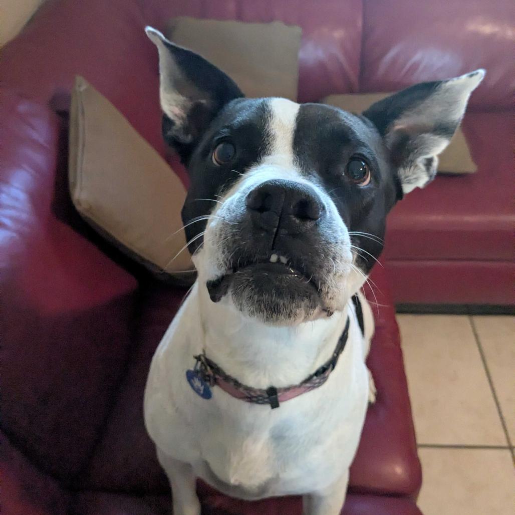 Enlarge Bau, a Adoptable American Staffordshire Terrier in Apache Junction, AZ image 4/6