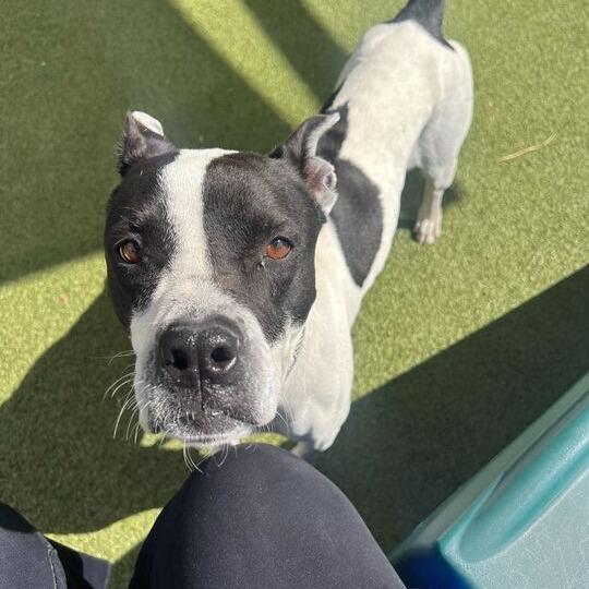 Bau, a Adoptable American Staffordshire Terrier in Apache Junction, AZ image 4/6