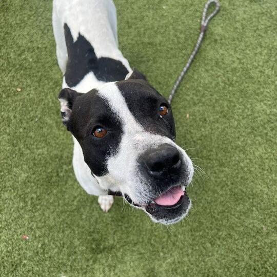 Bau, a Adoptable American Staffordshire Terrier in Apache Junction, AZ image 5/6