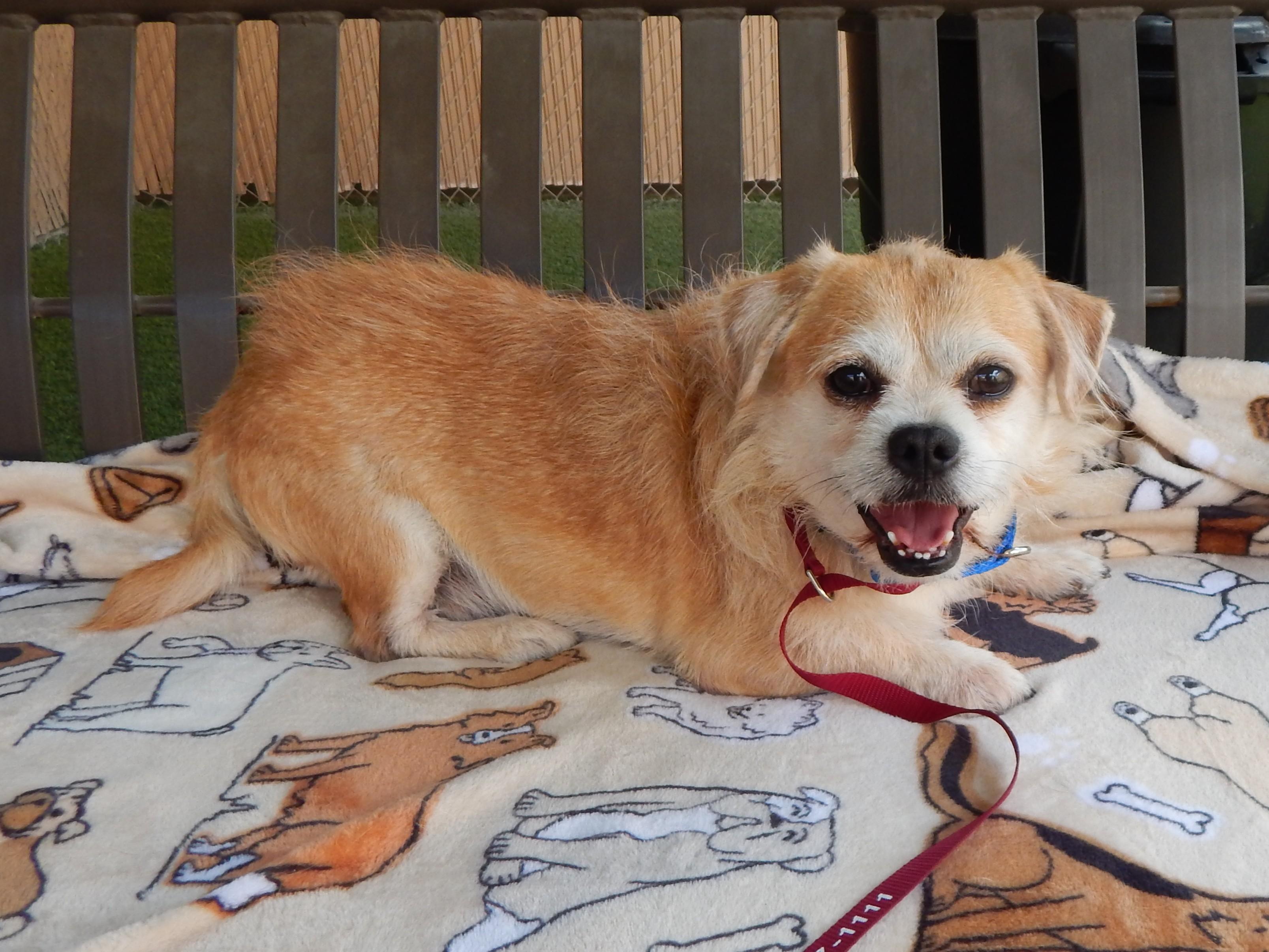 Enlarge Nugget, an adopted Terrier in Mesquite, NV image 1/3