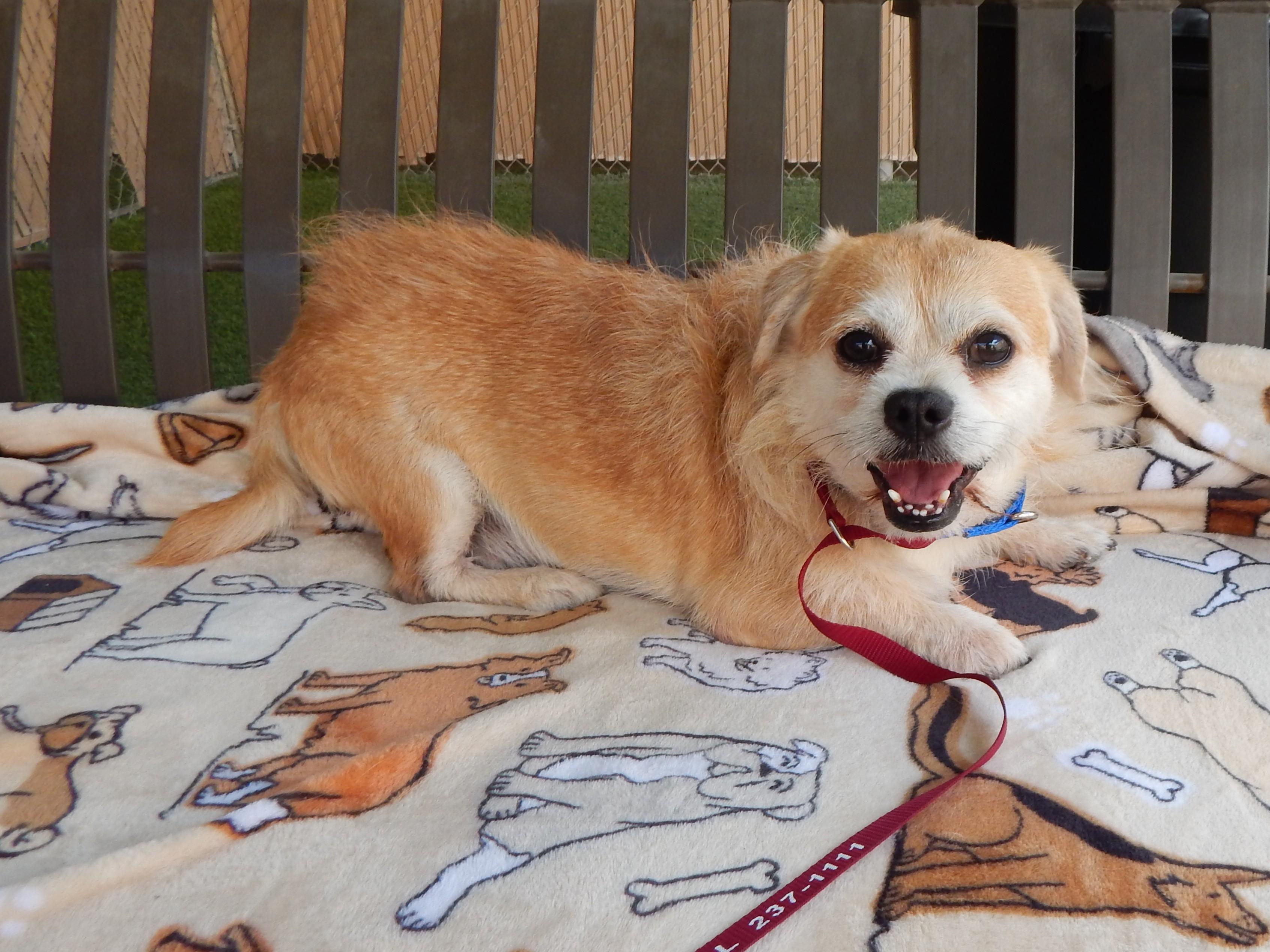 Enlarge Nugget, an adopted Terrier in Mesquite, NV image 3/3