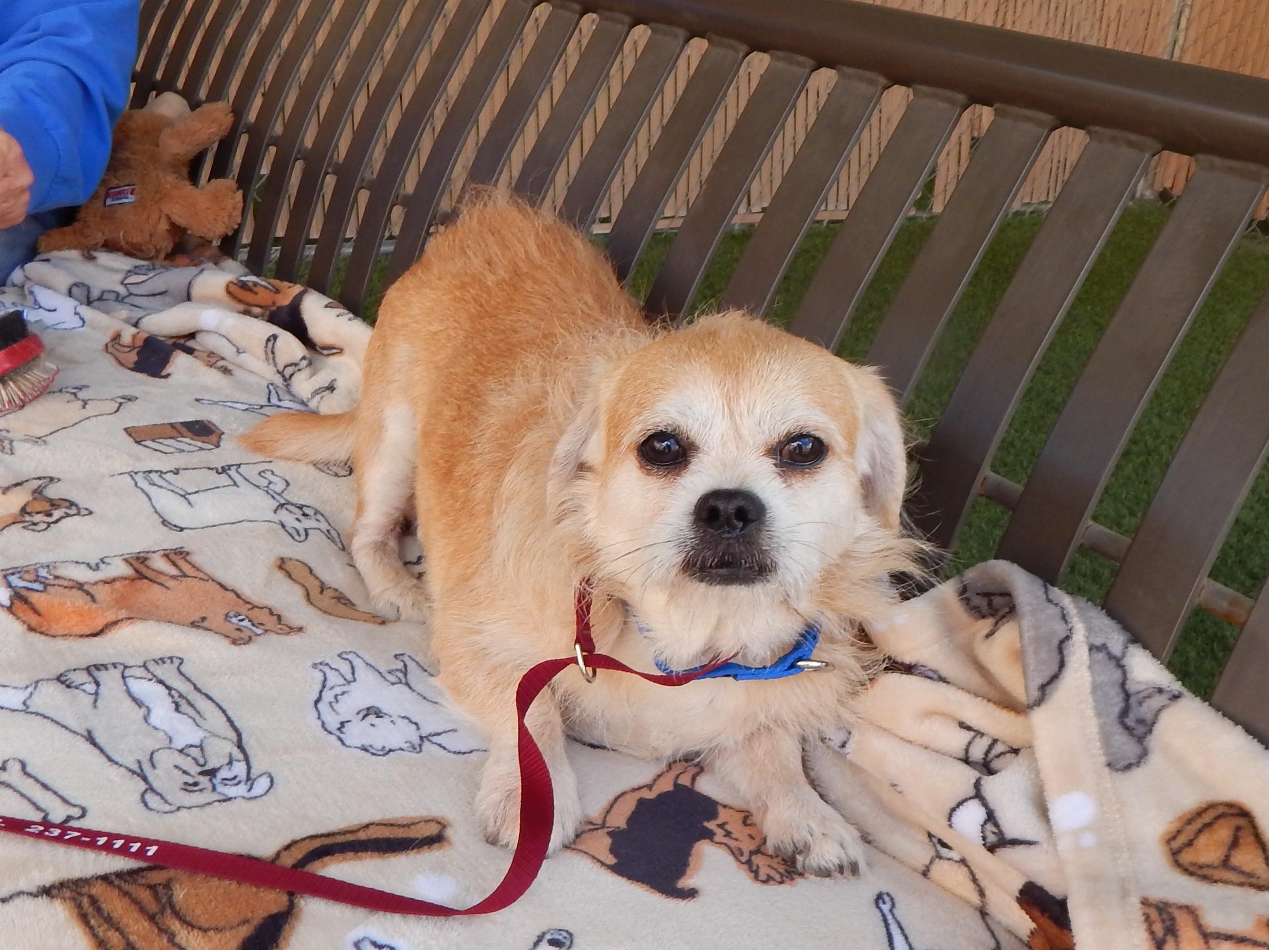 Enlarge Nugget, an adopted Terrier in Mesquite, NV image 2/3