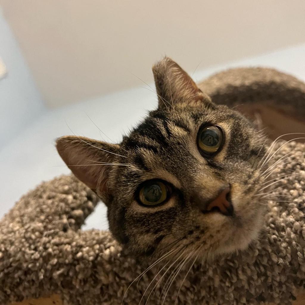 Apple Cider, a Adoptable Domestic Short Hair in PITTSBURGH, PA image 1/6