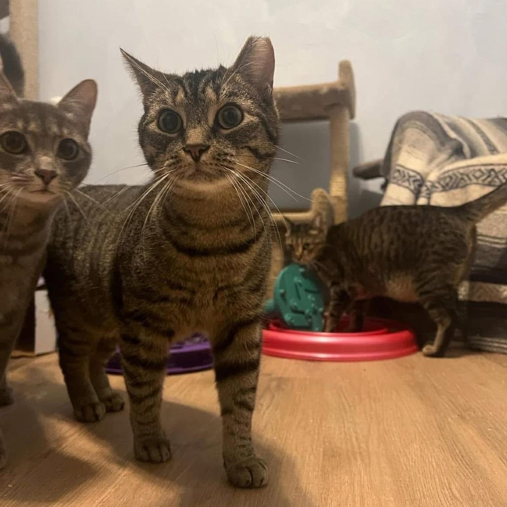 Enlarge Apple Cider, a Adoptable Domestic Short Hair in PITTSBURGH, PA image 1/6