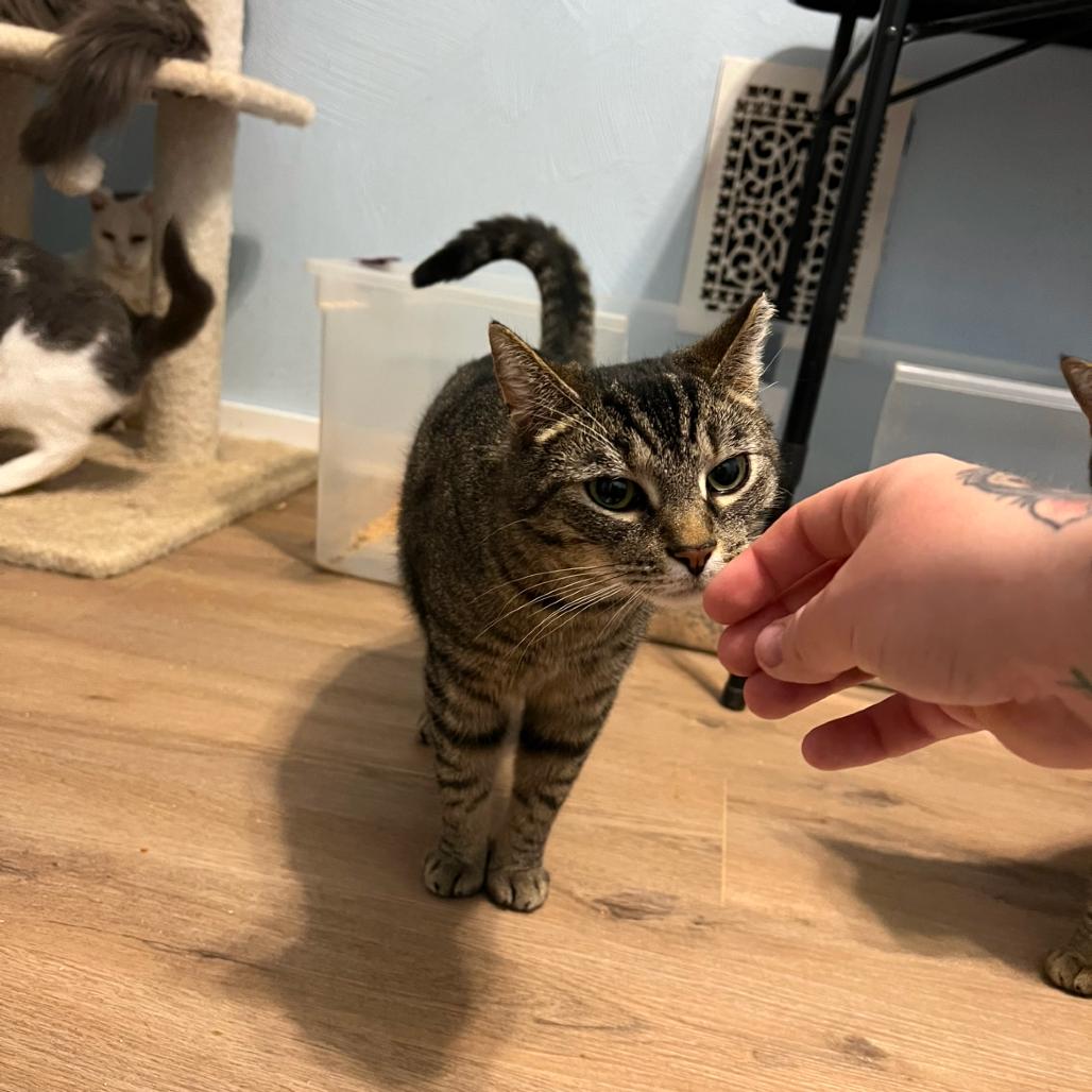 Apple Cider, a Adoptable Domestic Short Hair in PITTSBURGH, PA image 2/6