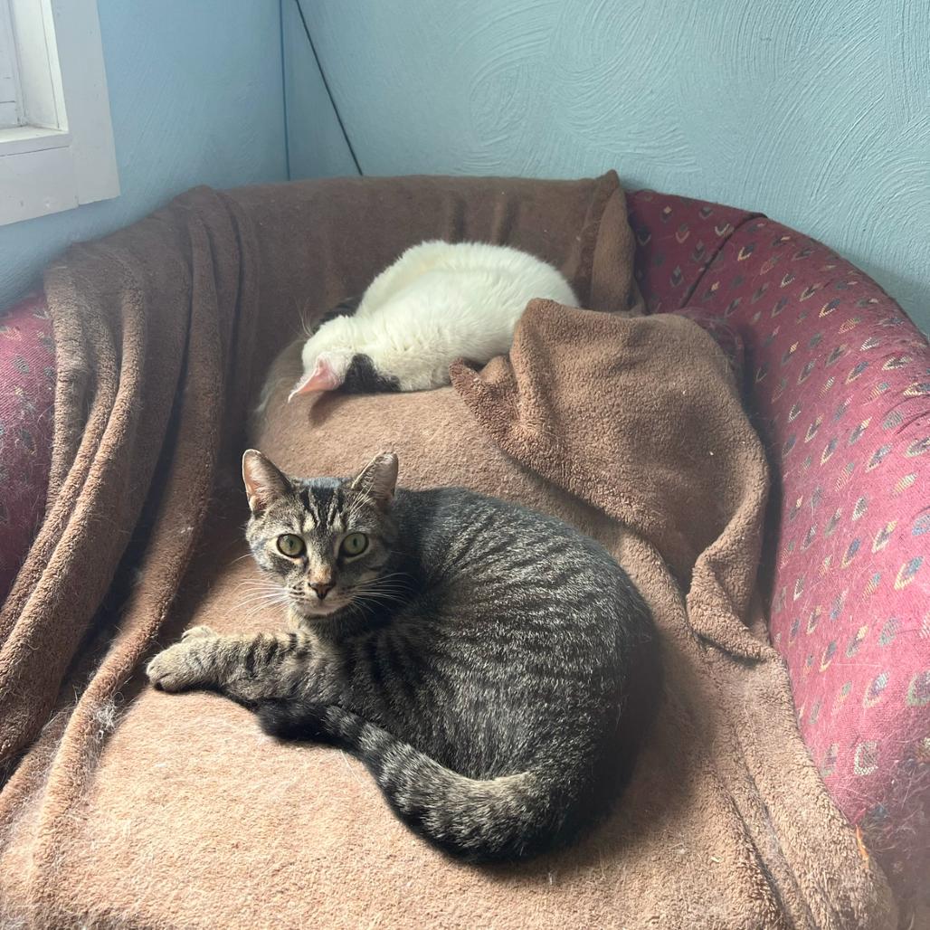 Enlarge Apple Cider, a Adoptable Domestic Short Hair in PITTSBURGH, PA image 4/6