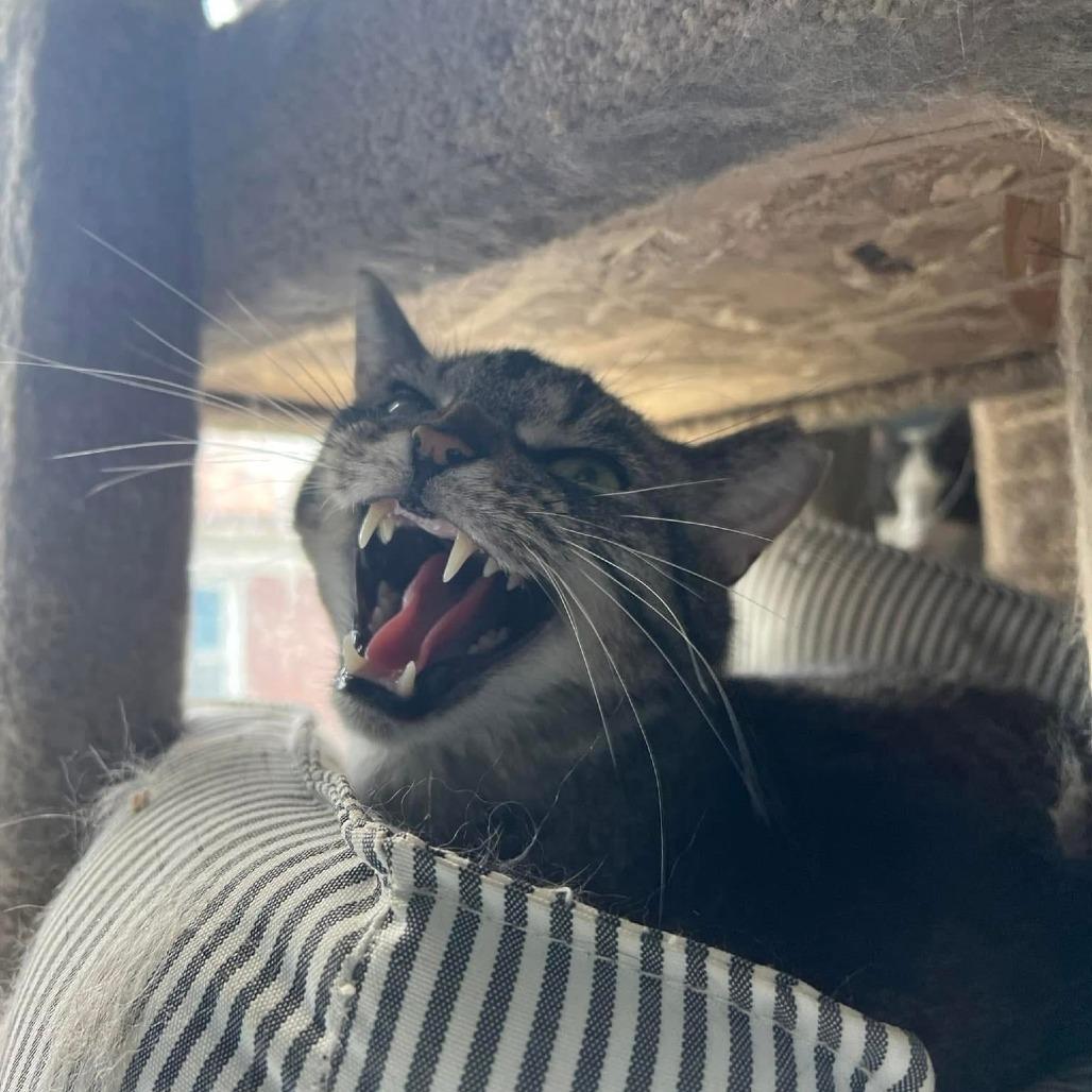 Enlarge Apple Cider, a Adoptable Domestic Short Hair in PITTSBURGH, PA image 5/6