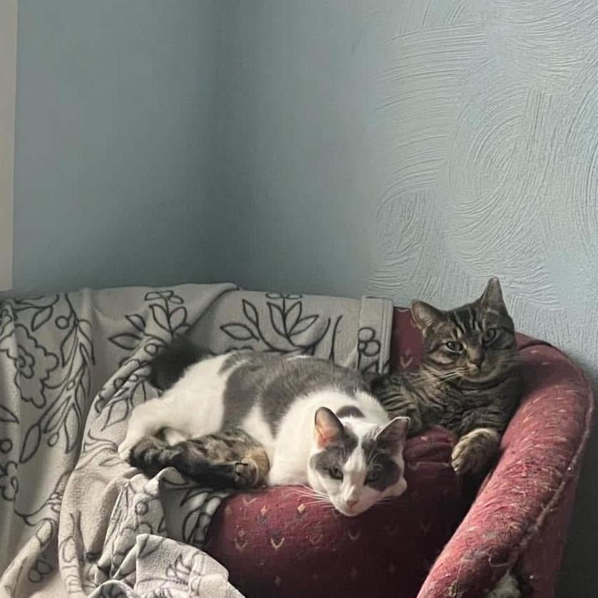 Enlarge Apple Cider, a Adoptable Domestic Short Hair in PITTSBURGH, PA image 6/6