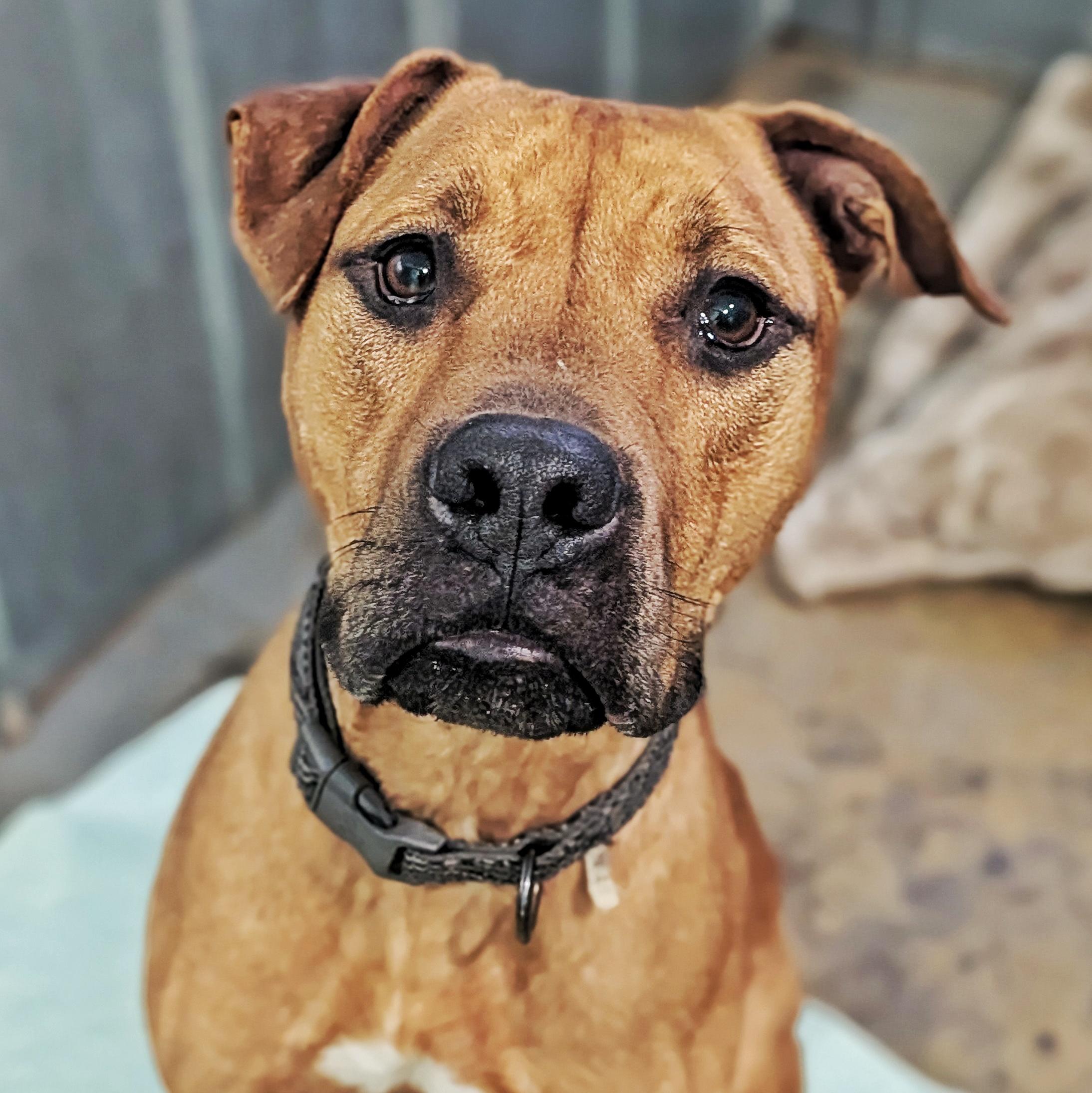 Pumpkin, ADOPTABLE, Adult Male Rhodesian Ridgeback.
