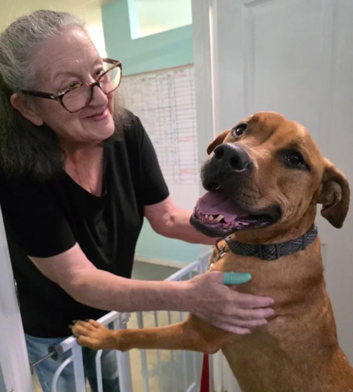 Pumpkin, a ADOPTABLE mixed breed in Eustis, FL image 4/4