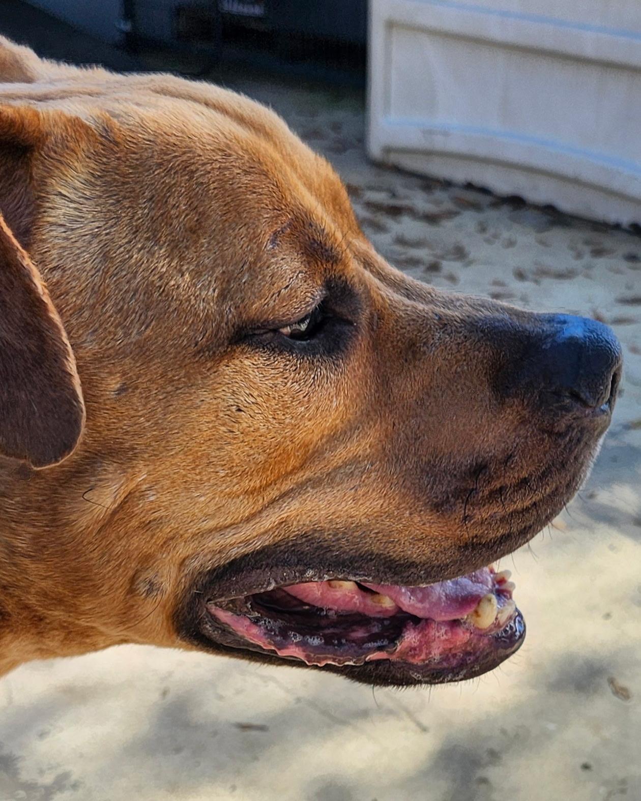 Pumpkin, a ADOPTABLE mixed breed in Eustis, FL image 3/4