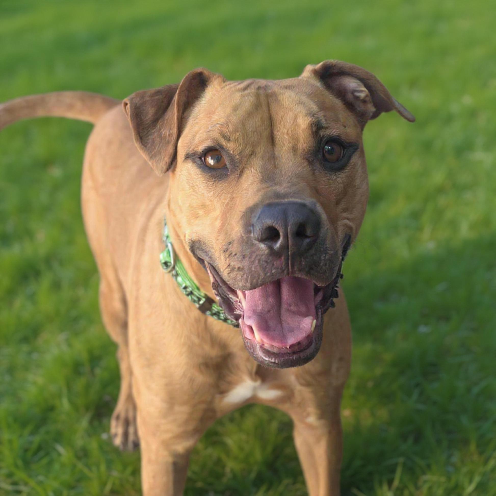 Pumpkin, a ADOPTABLE mixed breed in Eustis, FL image 1/4