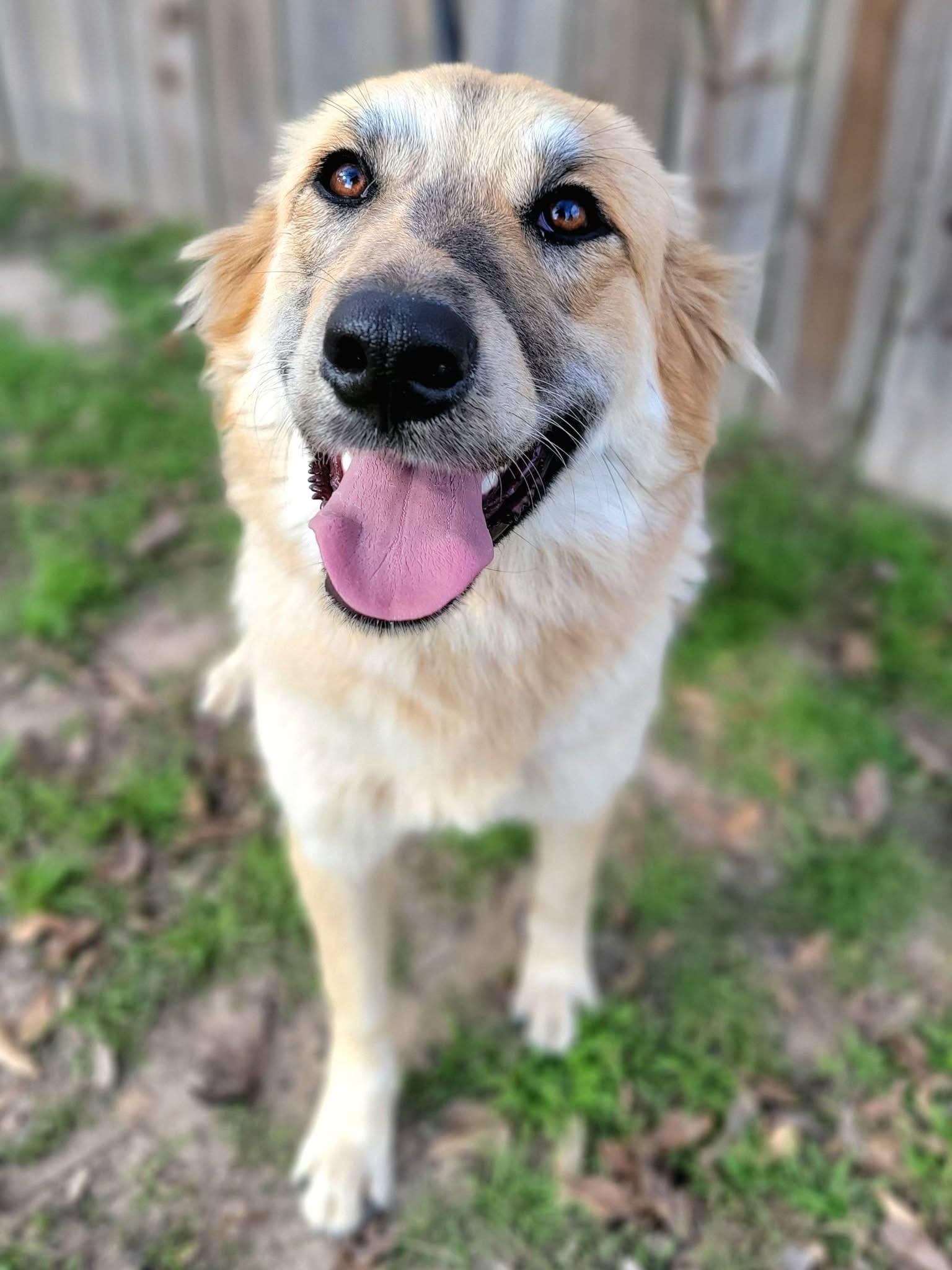 Enlarge Maybelle , a ADOPTABLE mixed breed in Mendham, NJ image 4/5