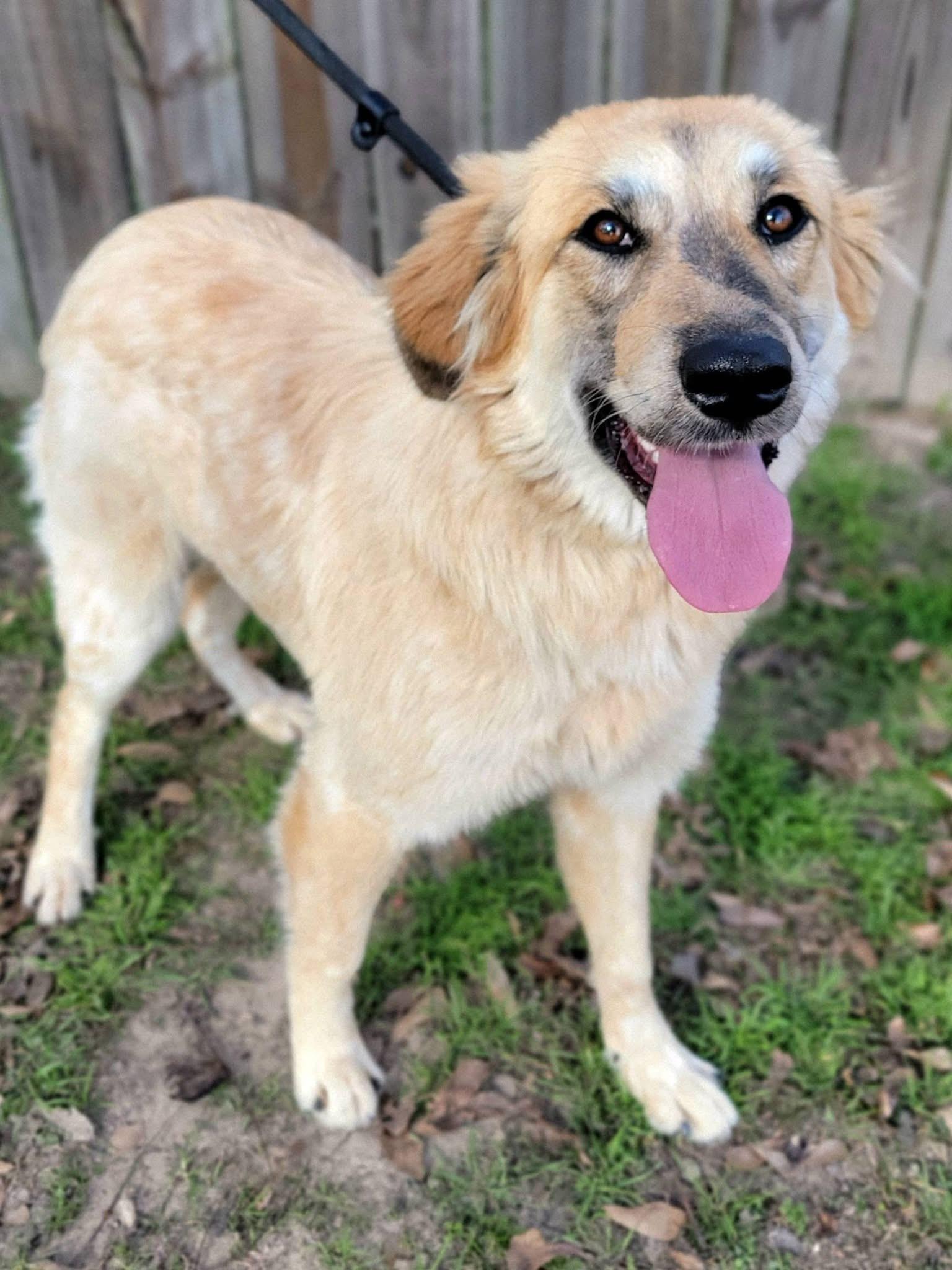 Enlarge Maybelle , a ADOPTABLE mixed breed in Mendham, NJ image 5/5