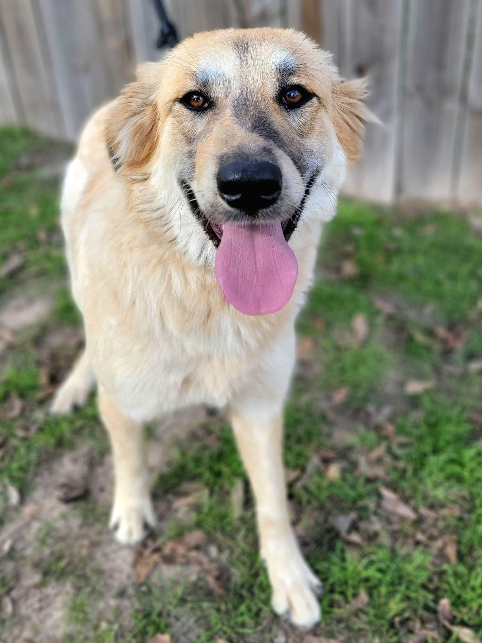 Maybelle , ADOPTABLE, Young Female Golden Retriever.