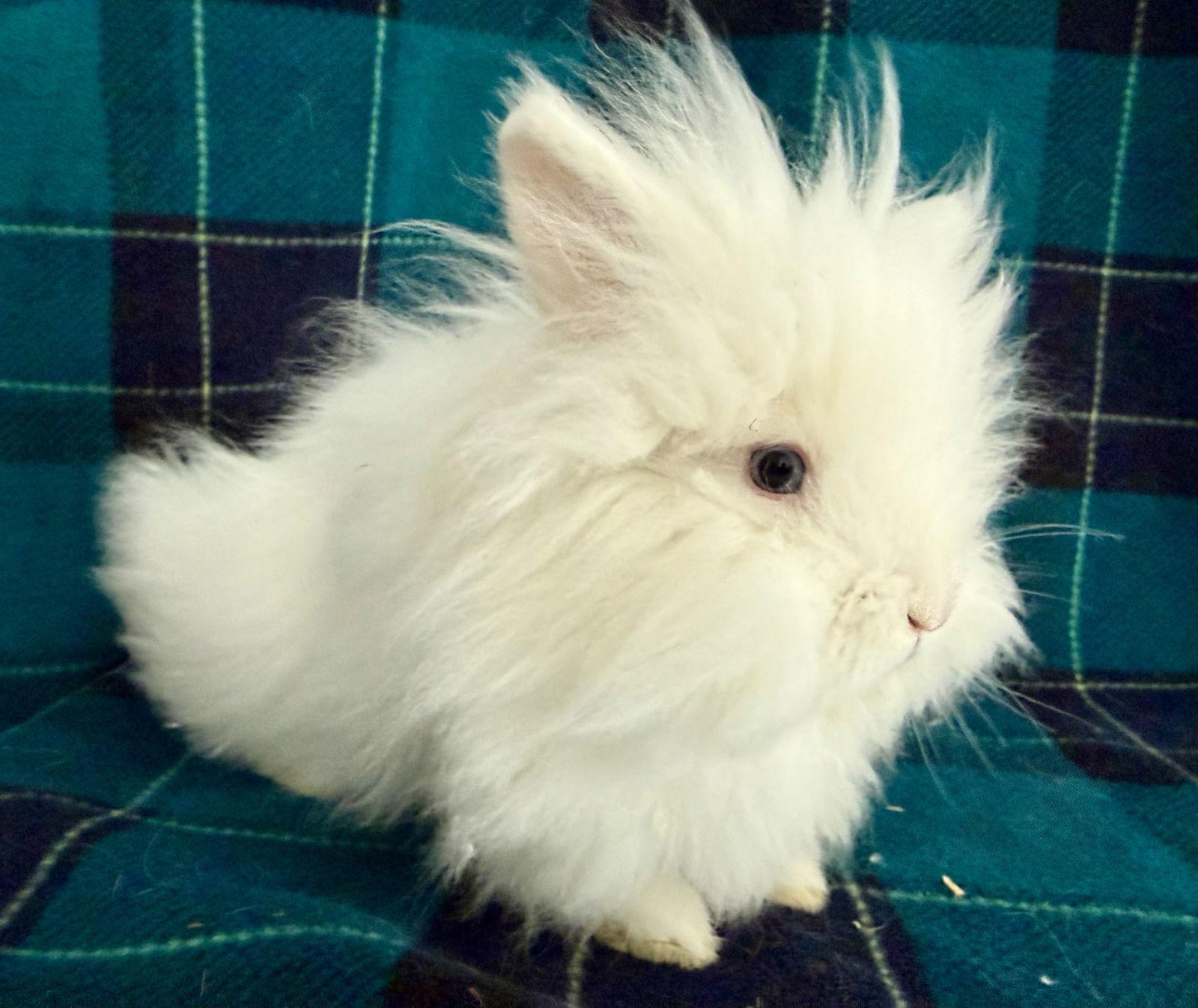 Pip, Adoptable, Baby Male Lionhead.