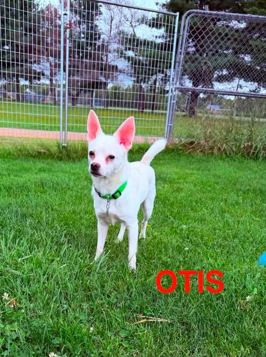 Otis, Adoptable, Young Male Chihuahua.