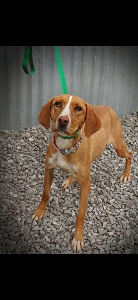 Harper, Adoptable, Adult Female Foxhound.
