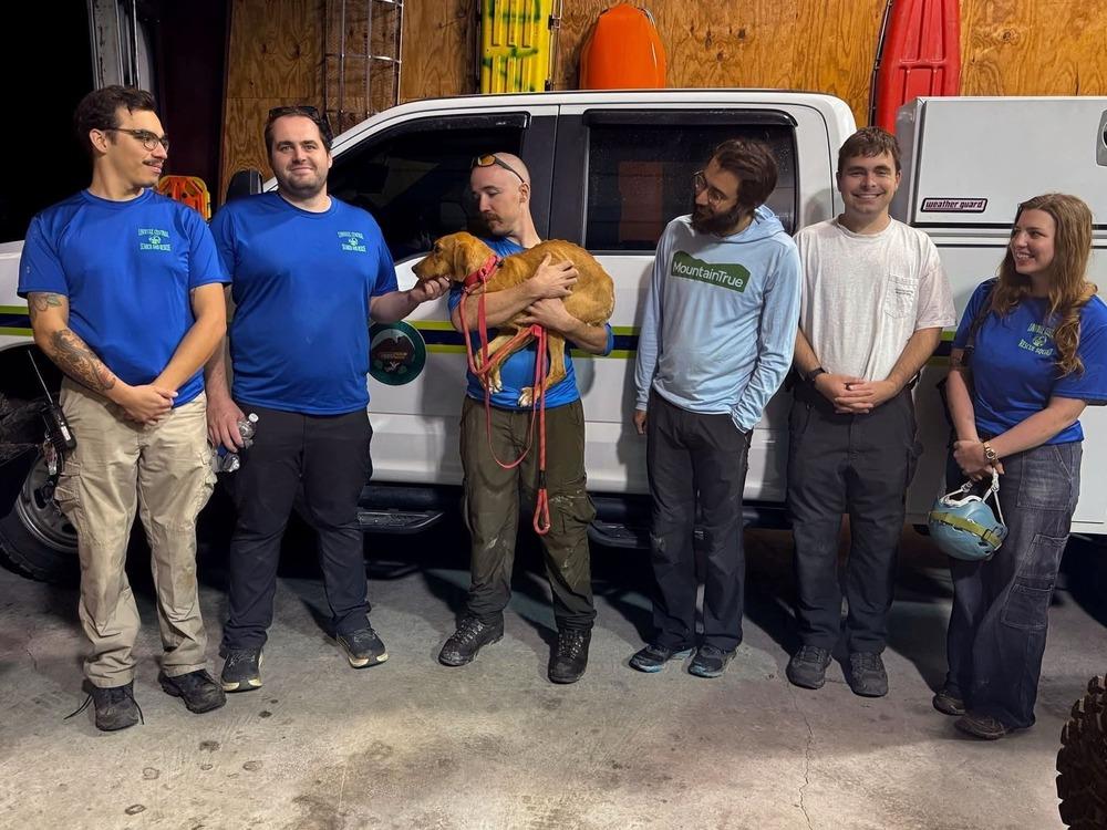 Harper, a Adoptable Foxhound in Statesville, NC image 2/4