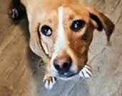 Harper, a Adoptable Foxhound in Statesville, NC image 4/4